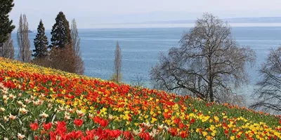 Blüten und See