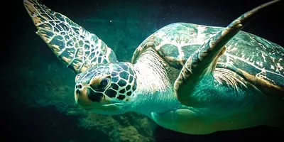 Meeresschlidkröte